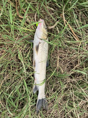 ニゴイの釣果