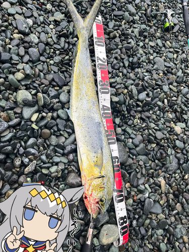 シイラの釣果