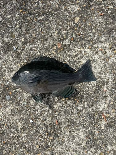 グレの釣果
