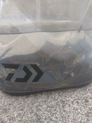 ハゼの釣果