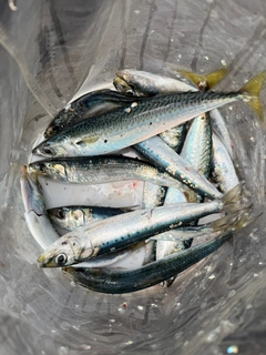 カタクチイワシの釣果