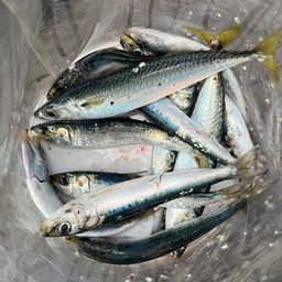 カタクチイワシ