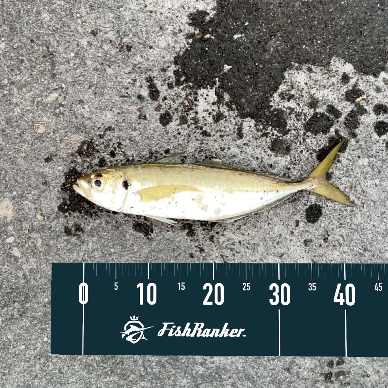 SHIMANO 21ソアレXR S58UL-Sの最安値・インプレ・釣果 | 本音の口コミ