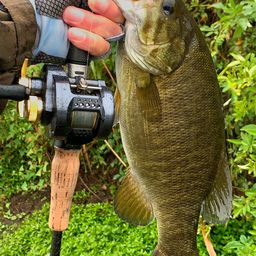 スモールマウスバス