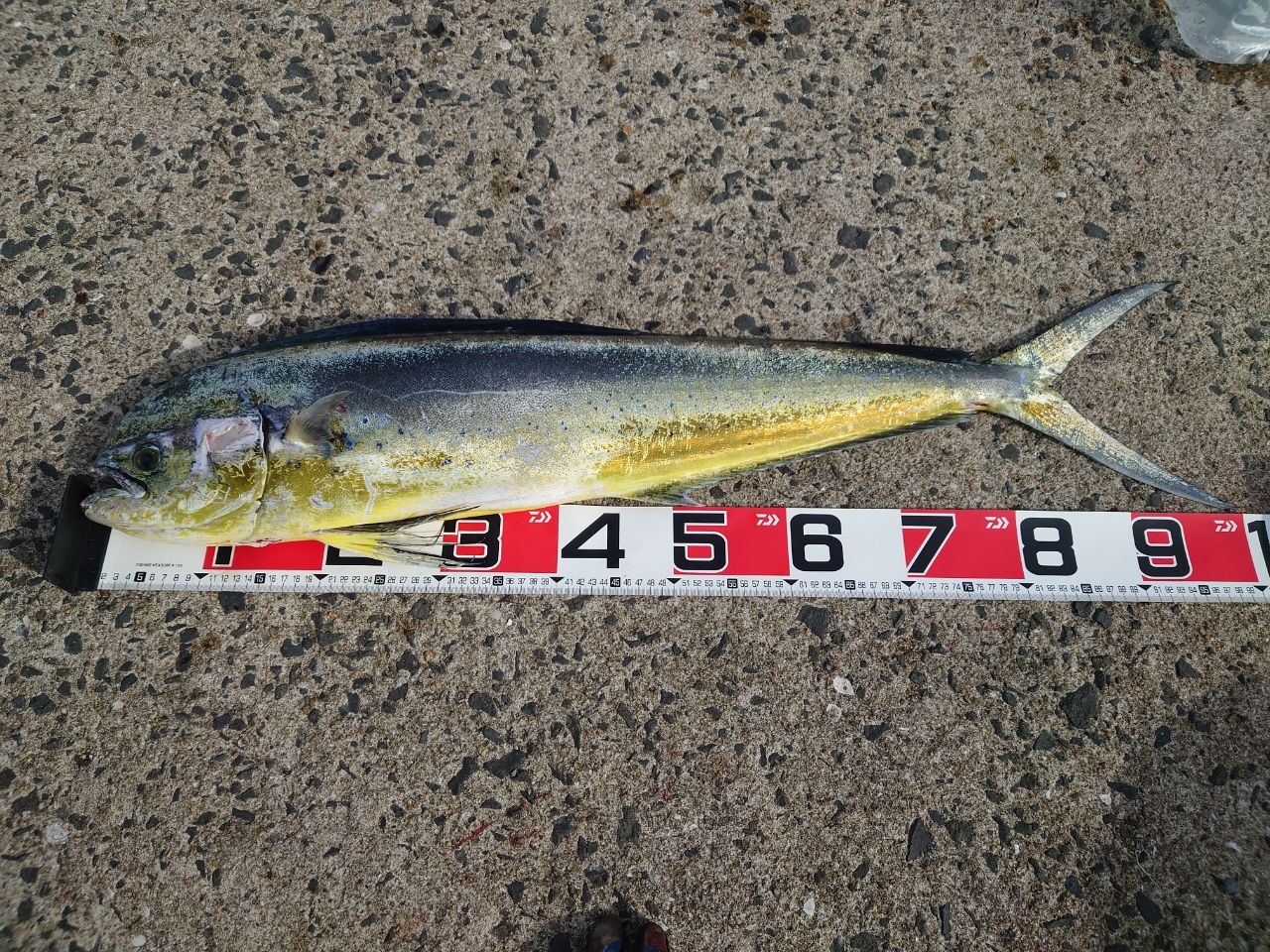 DAIWA 23ドラッガー ブレイクスルー 910H-3 JSの最安値・インプレ