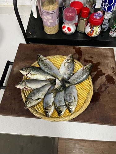 マブナの釣果