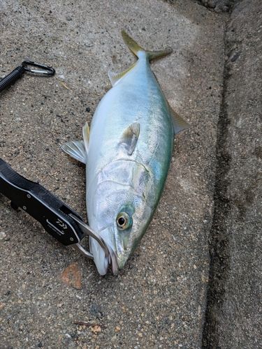 ヤズの釣果