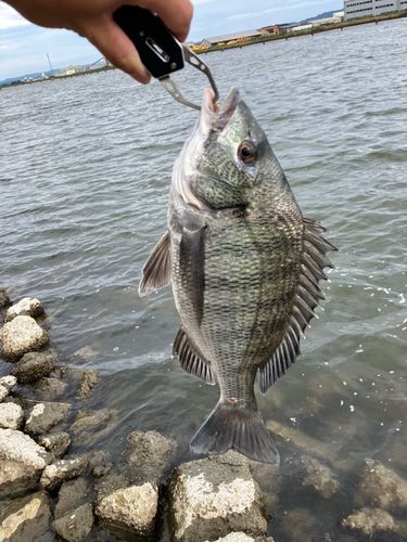 チヌの釣果