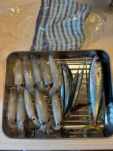 マメイカの釣果
