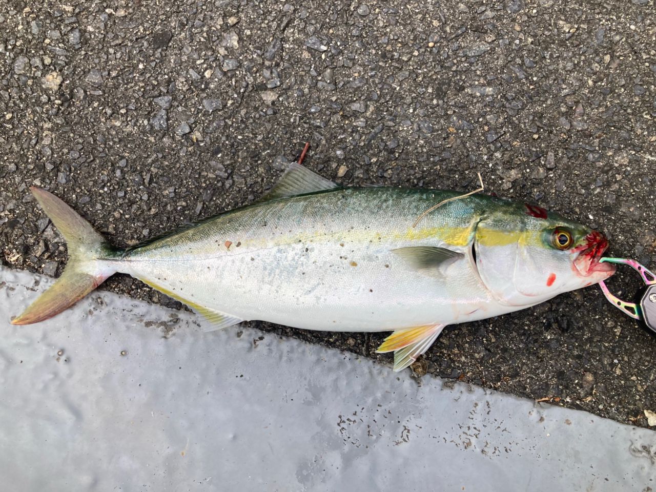 AbuGarcia ソルティーステージ KR-X ショアジギングの最安値