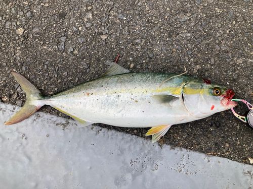 ヤズの釣果