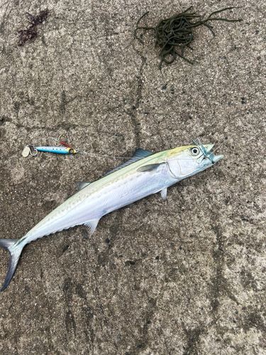 サゴシの釣果