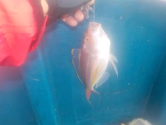 イトヨリダイの釣果