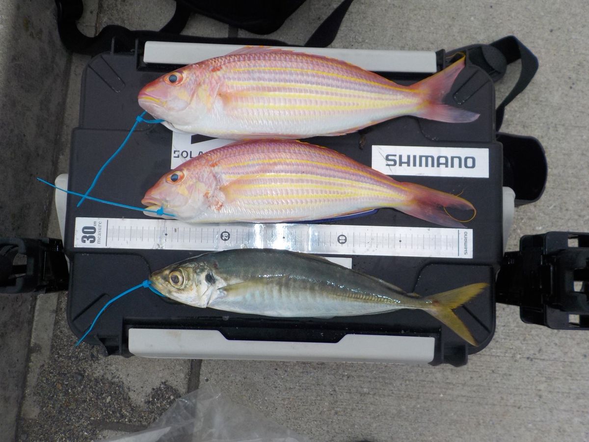 Mocco373さんの釣果 2枚目の画像