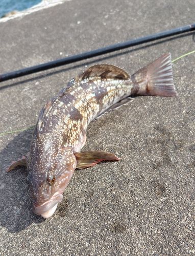 アイナメの釣果