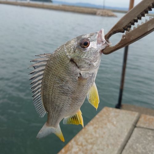 キビレの釣果