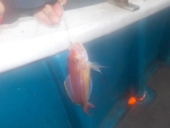 イトヨリダイの釣果