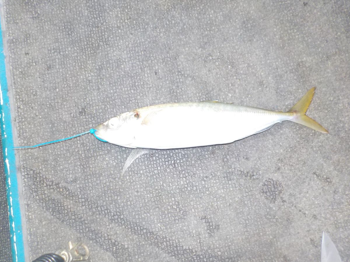 Mocco373さんの釣果 1枚目の画像