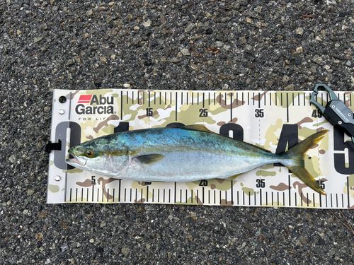 ヤズの釣果