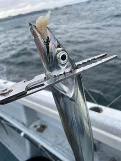 タチウオの釣果