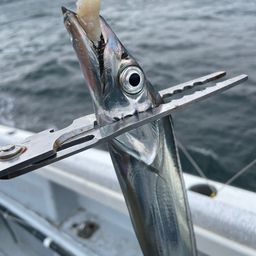 タチウオ