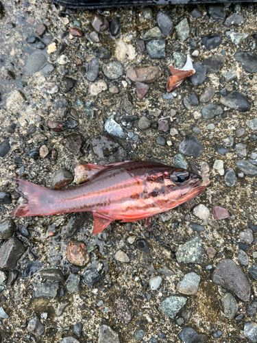 オオスジイシモチの釣果