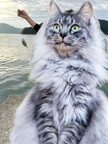 ロウニンアジの釣果