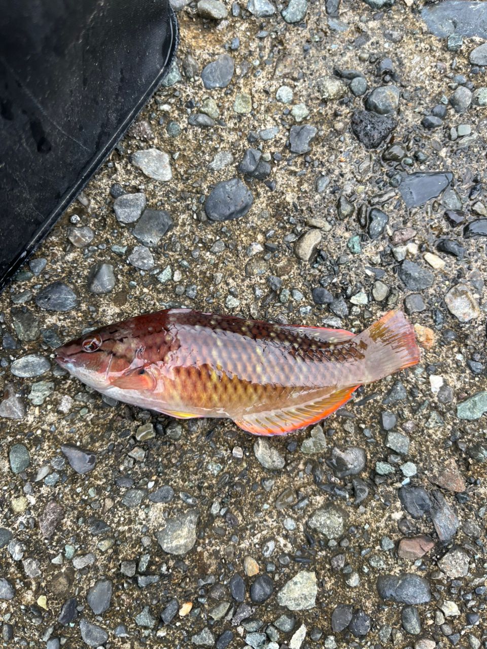 ホシササノハベラ