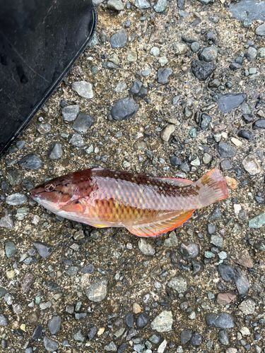 ホシササノハベラの釣果