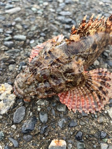 オニカサゴの釣果