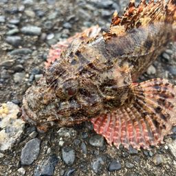 オニカサゴ