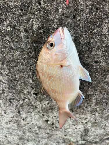 田ノ浦漁港