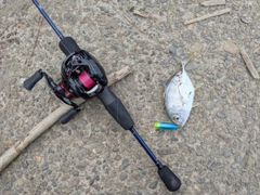 メッキの釣果
