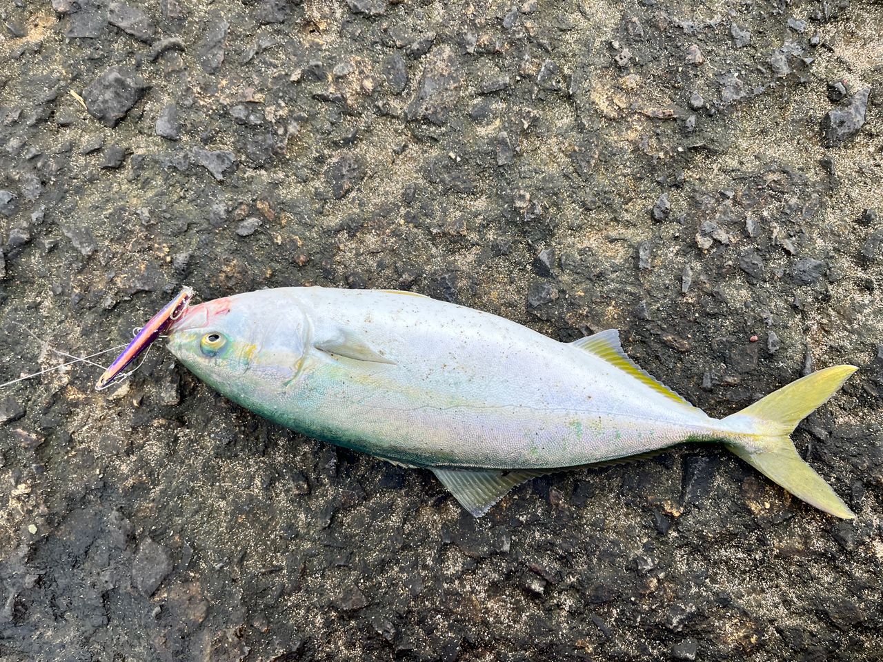 Major Craftクロスライド５G XR5-942ML / L SJ XR5-942ML/LSJ ショアジギング クロスライド5G | ロッド,5Gシリーズ