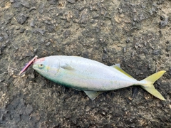 フクラギの釣果