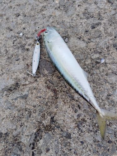 サバの釣果