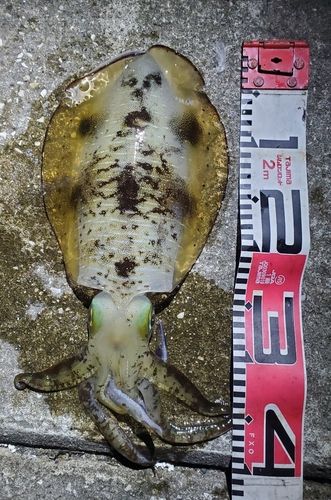 アオリイカの釣果