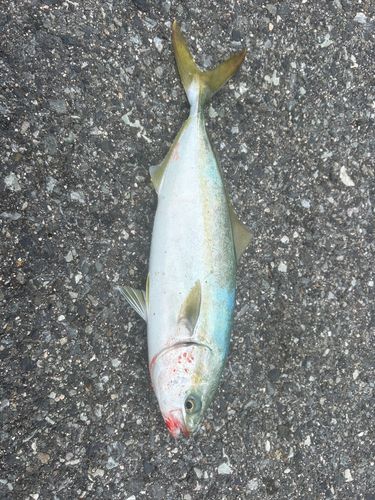 ツバスの釣果