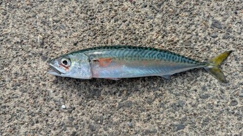 サバの釣果