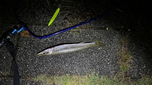 カマスの釣果