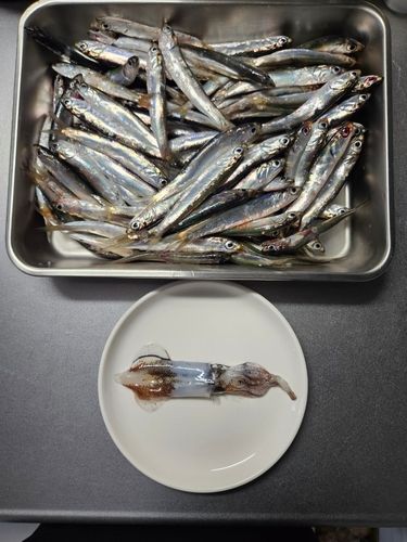 カタクチイワシの釣果