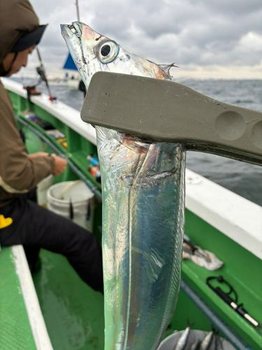 タチウオの釣果