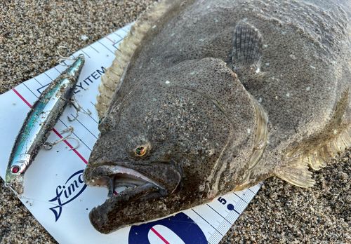 ヒラメの釣果