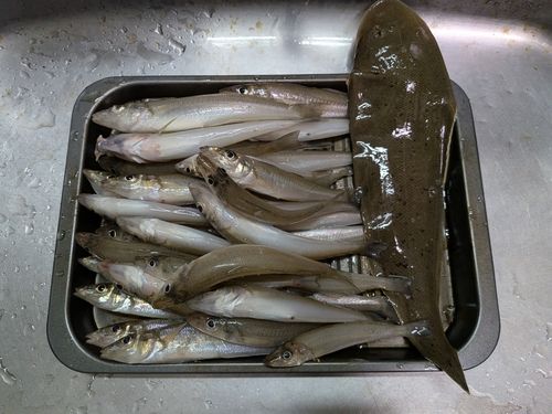 キスの釣果