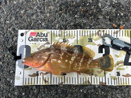 アコウの釣果