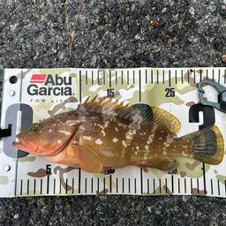 アコウ