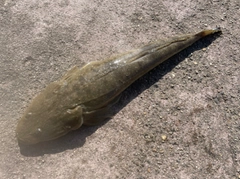 マゴチの釣果