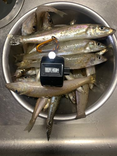 伊勢湾湾奥
