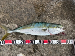 メジロの釣果