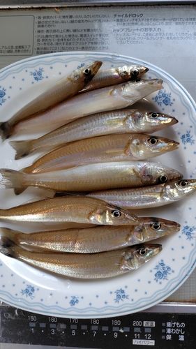 キスの釣果